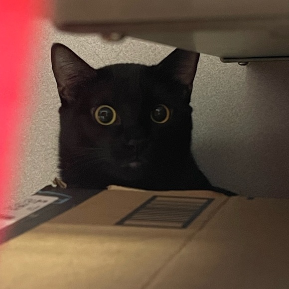 Meet your Posher, Maya - Picture 1 of 1